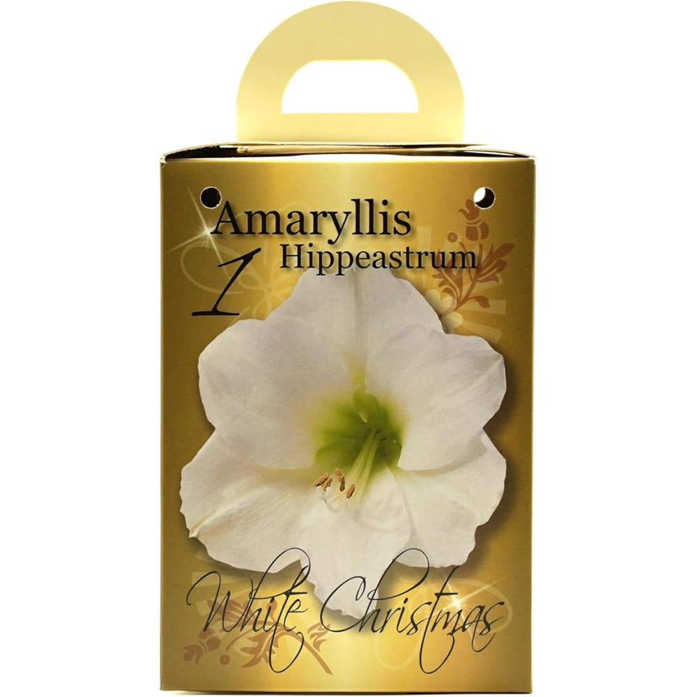 GreenBrokers White Amaryllis Planting Bulb Gift Kit Image 5