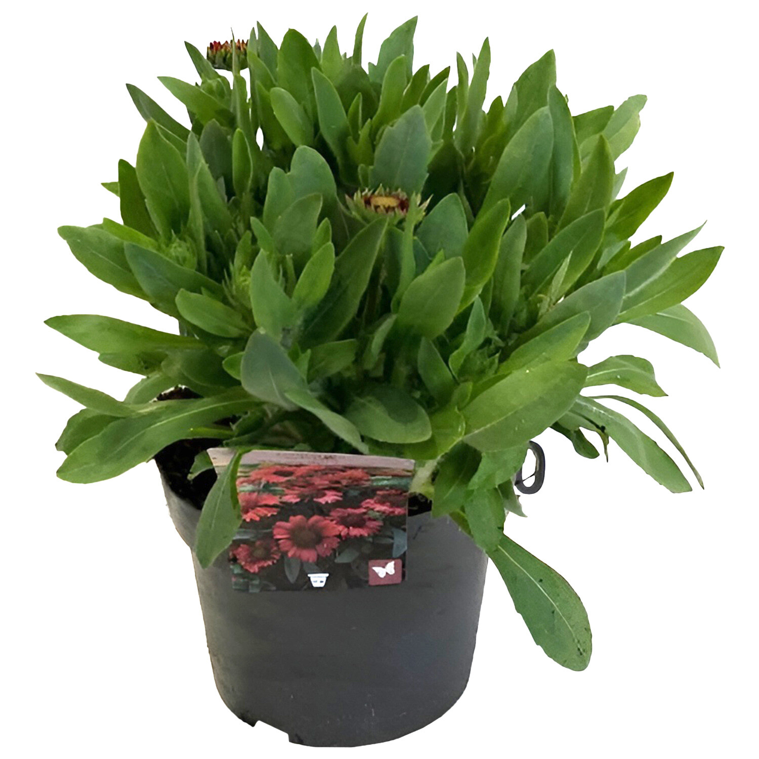 Perennial Gaillardia Mix 19cm - Multicolour Image