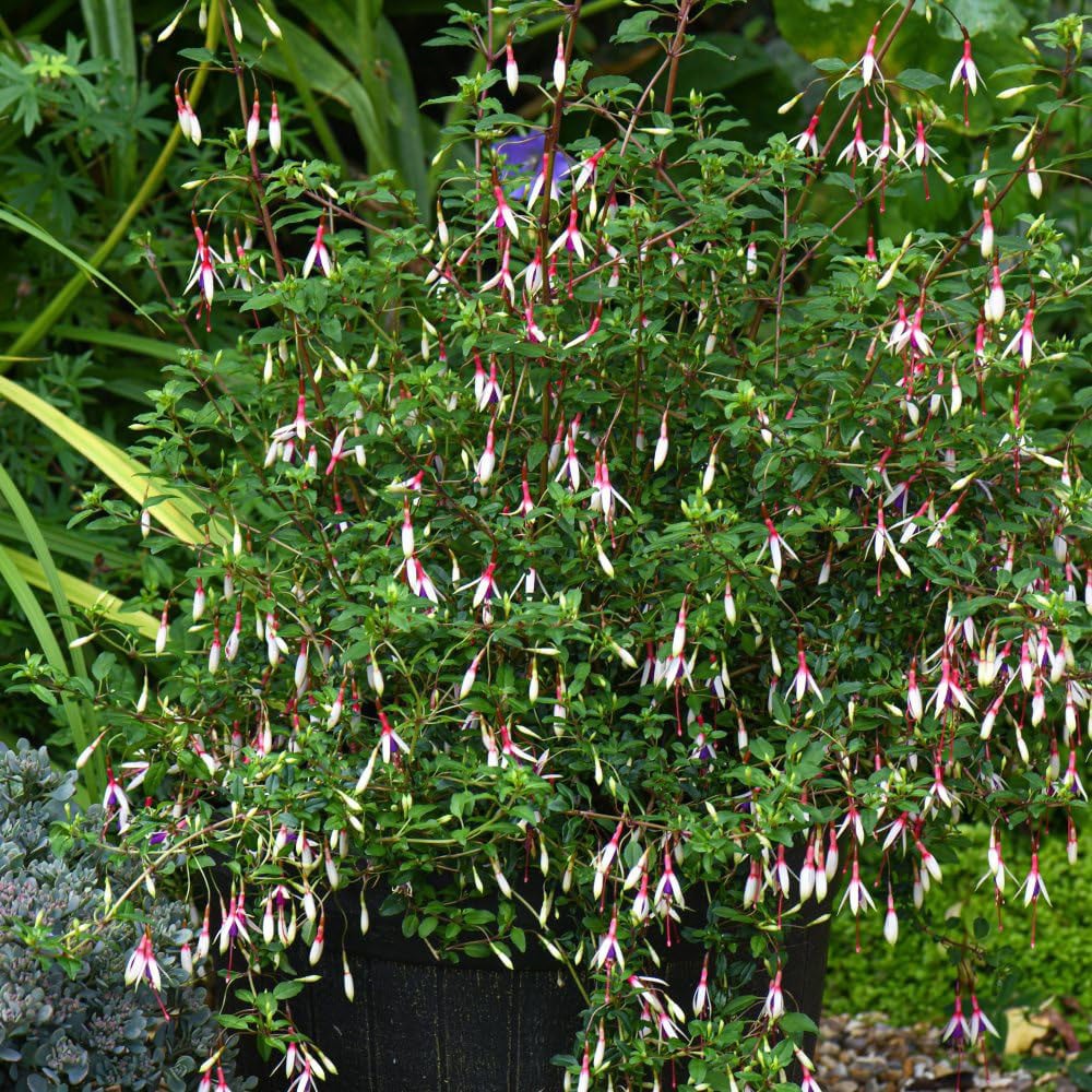 Thompson & Morgan Fuchsia Magellanica Arauco Hardy Jumbo Plant Plug 3 Pack Image 2