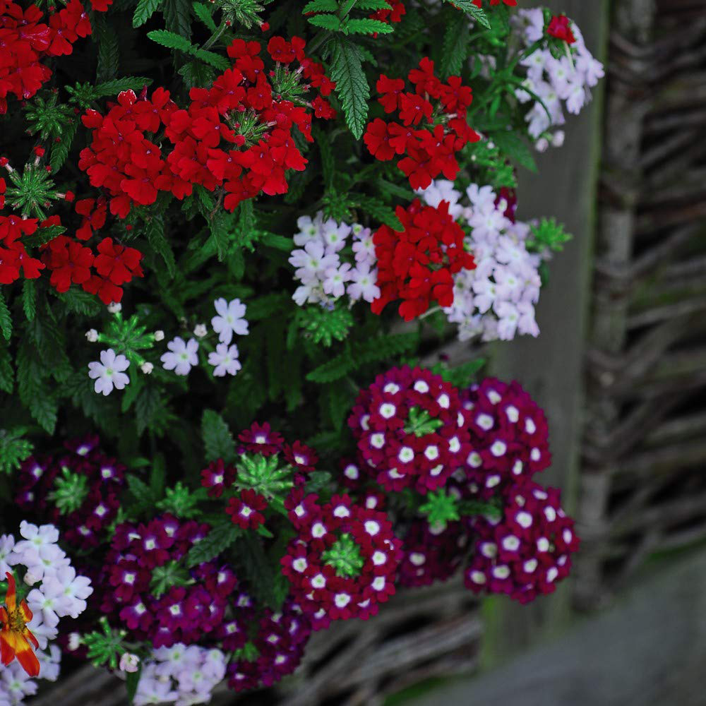 Thompson and Morgan Verbena Quartz Mixed Plug Plant 6 Pack Image 2