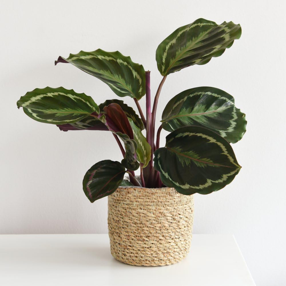 Thompson and Morgan Bedroom Bundle Collection Potted Plant 12cm 5 Pack Image 6