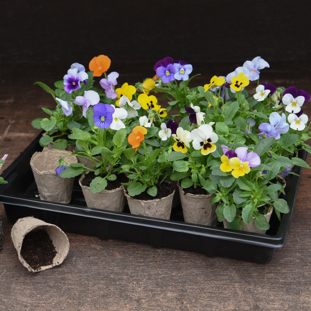 Garden Grow Biodegradable Fibre Pot 6cm 48 Pack Image 3