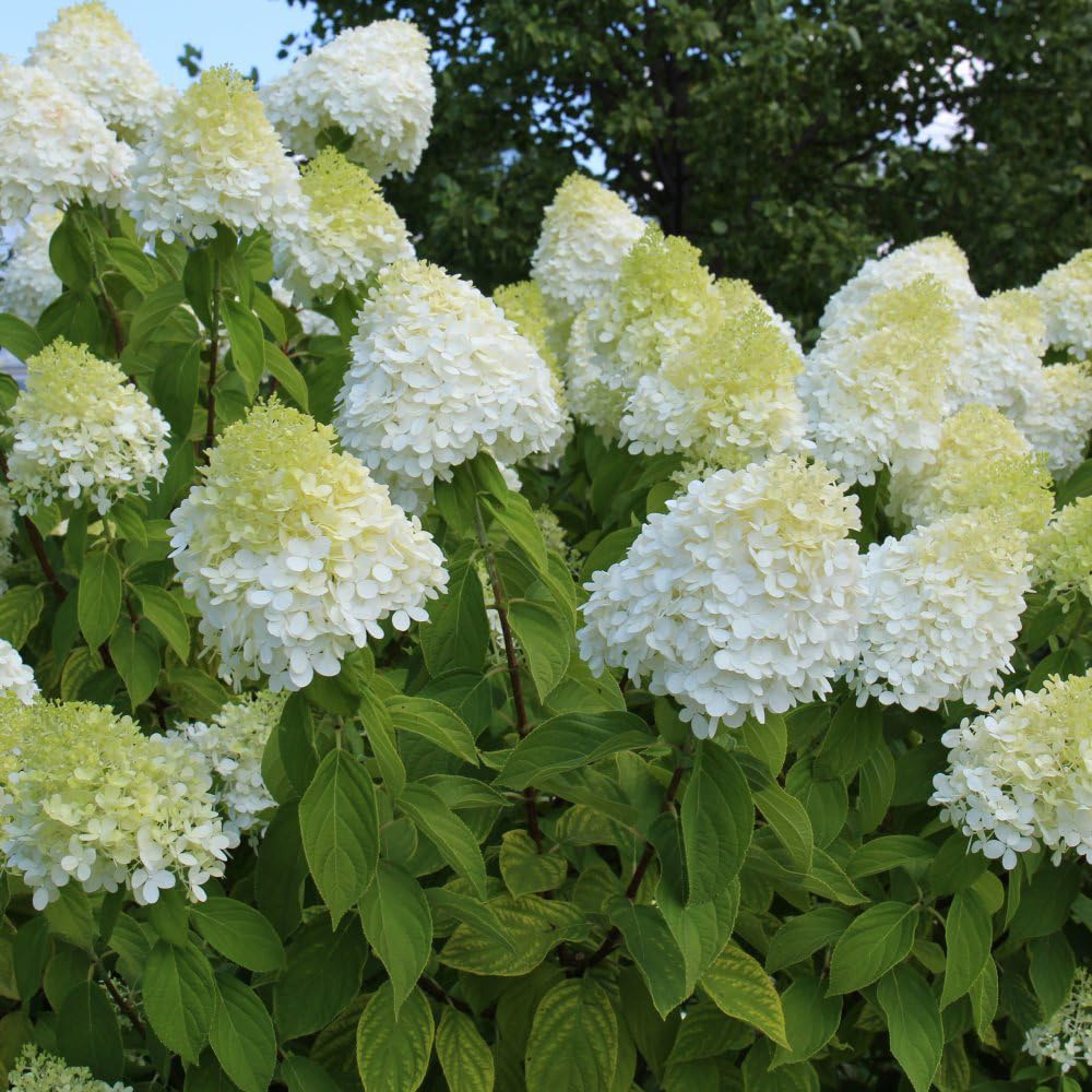 Thompson & Morgan Hydrangea Paniculata Limelight Multi-Toned Plant Pot 9cm Image 4