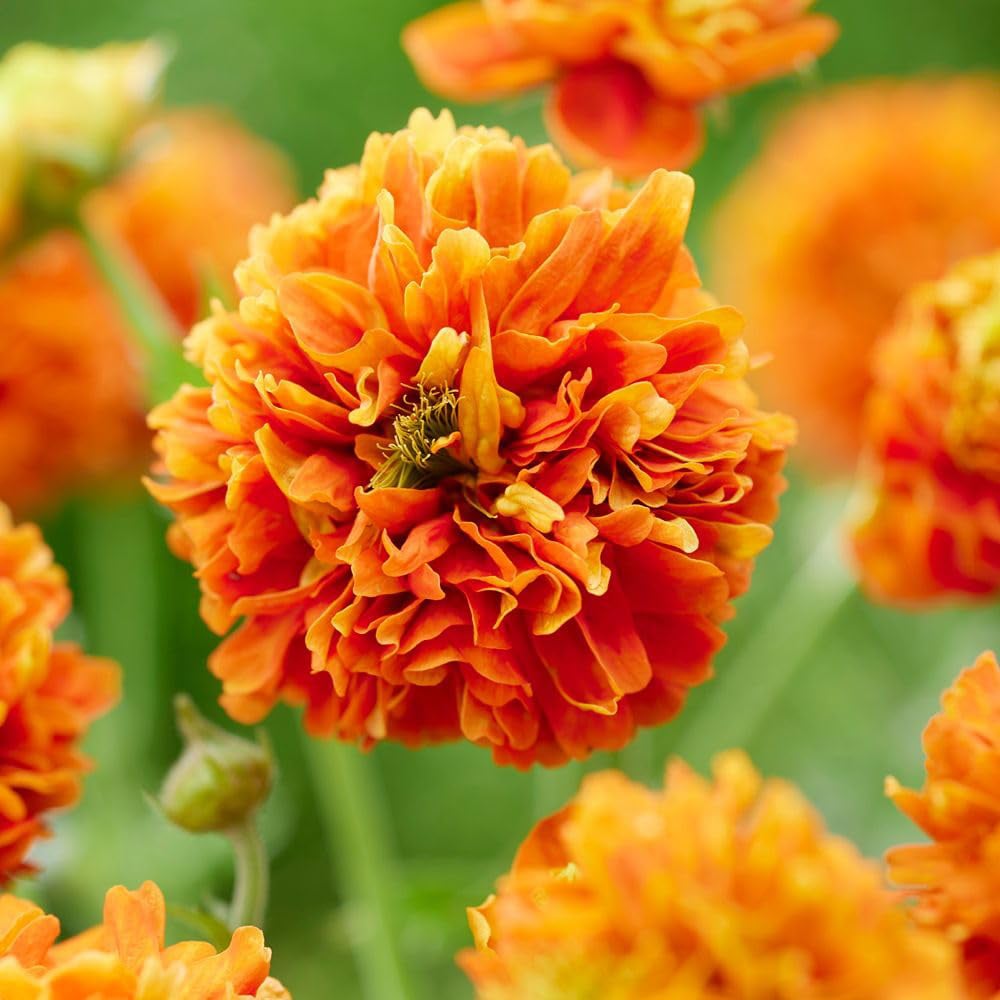 Thompson and Morgan Geum Orange Pumpkin Plant in Pot 9cm 3 Pack Image 2