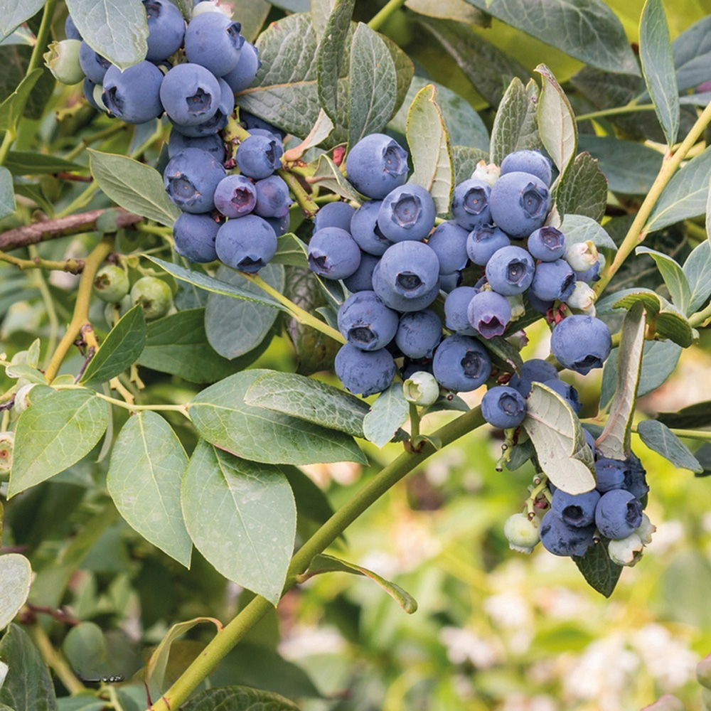 Thompson & Morgan Blueberry Vaccinium Duke Plant Pot 9cm 2 Pack Image 3