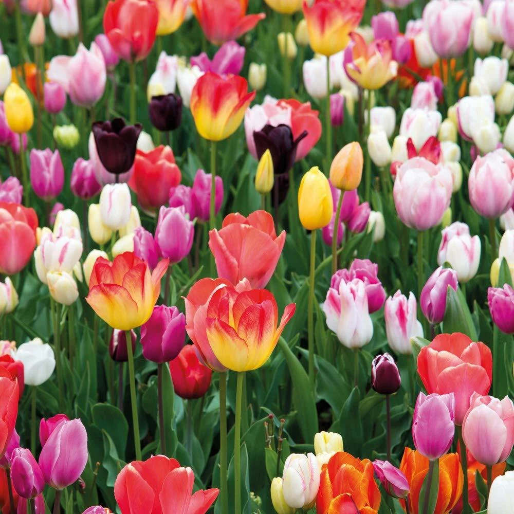 Thompson and Morgan Tulip Triumph Mixed Planting Bulb 40 Pack Image 5
