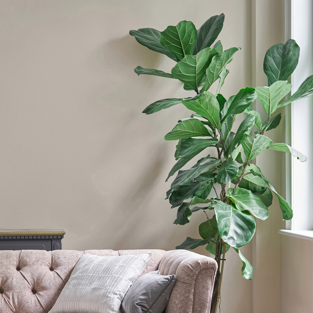 Laura Ashley Soft Natural Matt Emulsion Paint 2.5L Image 4