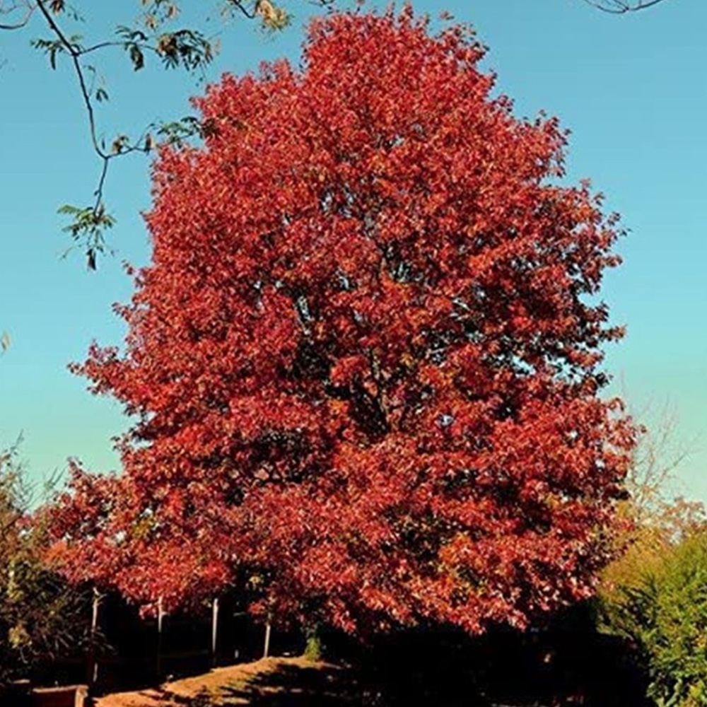 Inspirational Gifting Red Oak Bare Root Hedge Plant Sapling 2-3ft 10 Pack Image 2