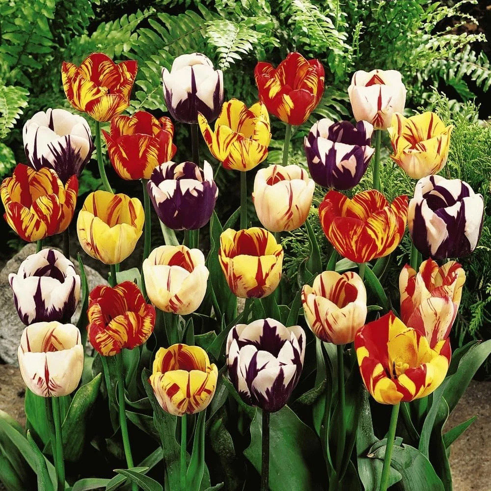 Thompson and Morgan Tulip Rembrandt Mixed Planting Bulb 32 Pack Image 2
