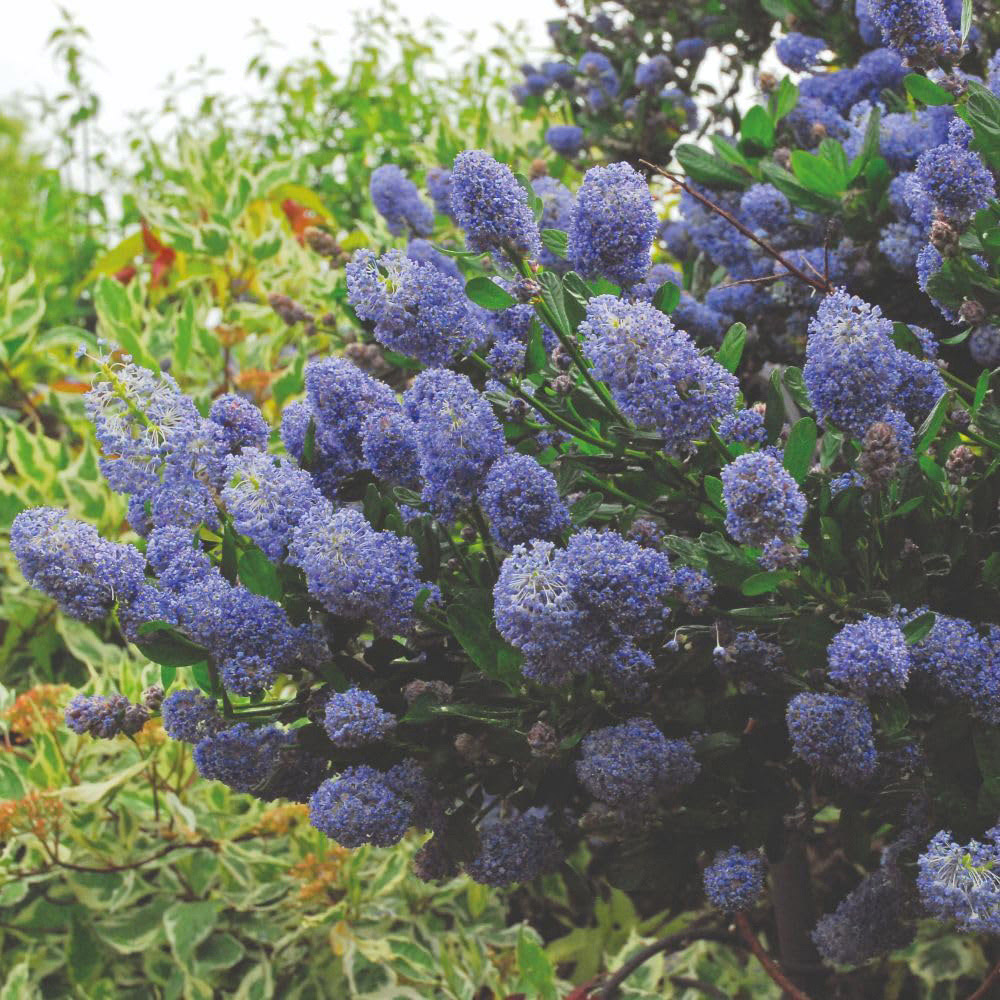 Thompson and Morgan Ceanothus Caeruleus Concha Plant Pot 9cm 3 Pack Image 2