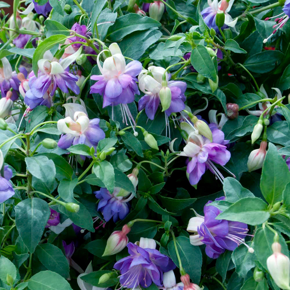 Thompson and Morgan Fuchsia Delta's Sarah PBR Plant Pot 3L Image 2