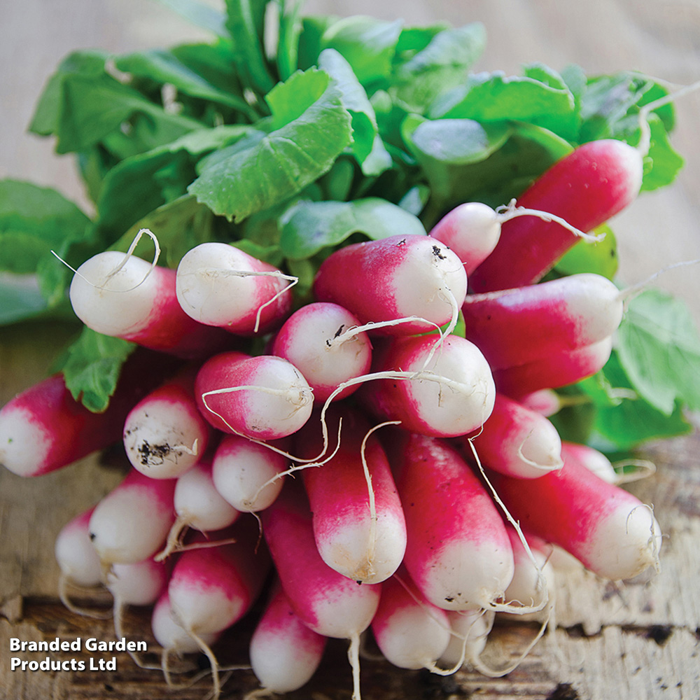 Thompson & Morgan Organic Radish French Breakfast 2 Seeds Image 2