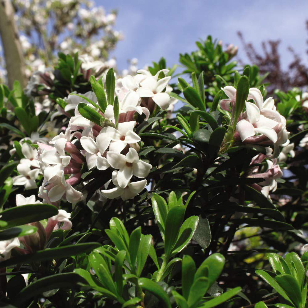 Thompson and Morgan Daphne Transatlantica Eternal Fragrance Blafra Pot 9cm Image 4