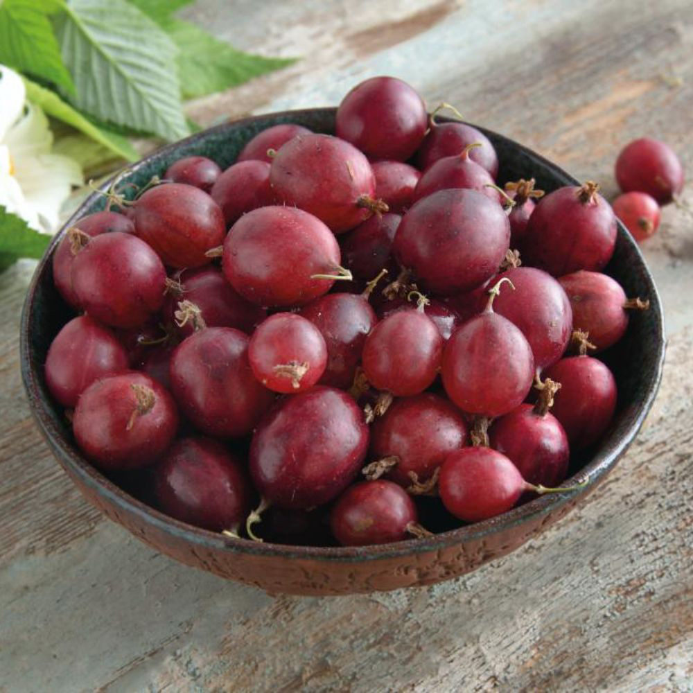 Thompson and Morgan Red Gooseberry Giggles Plant Pot 9cm Image 4