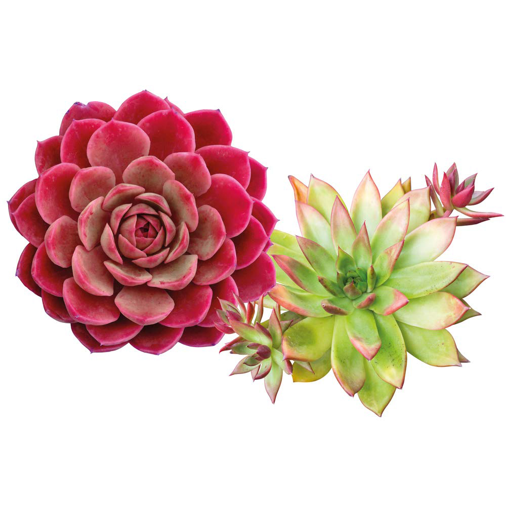 Thompson and Morgan Sempervivum Mixed Plant in Pot 5.5cm 5 Pack Image 2