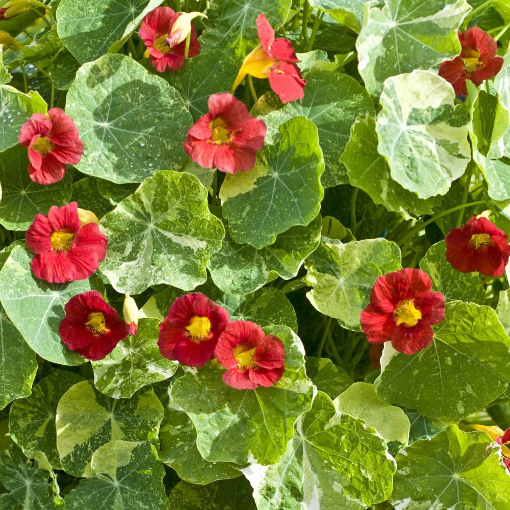Thompson and Morgan Nasturtium Crimson Emperor Seeds Image 3