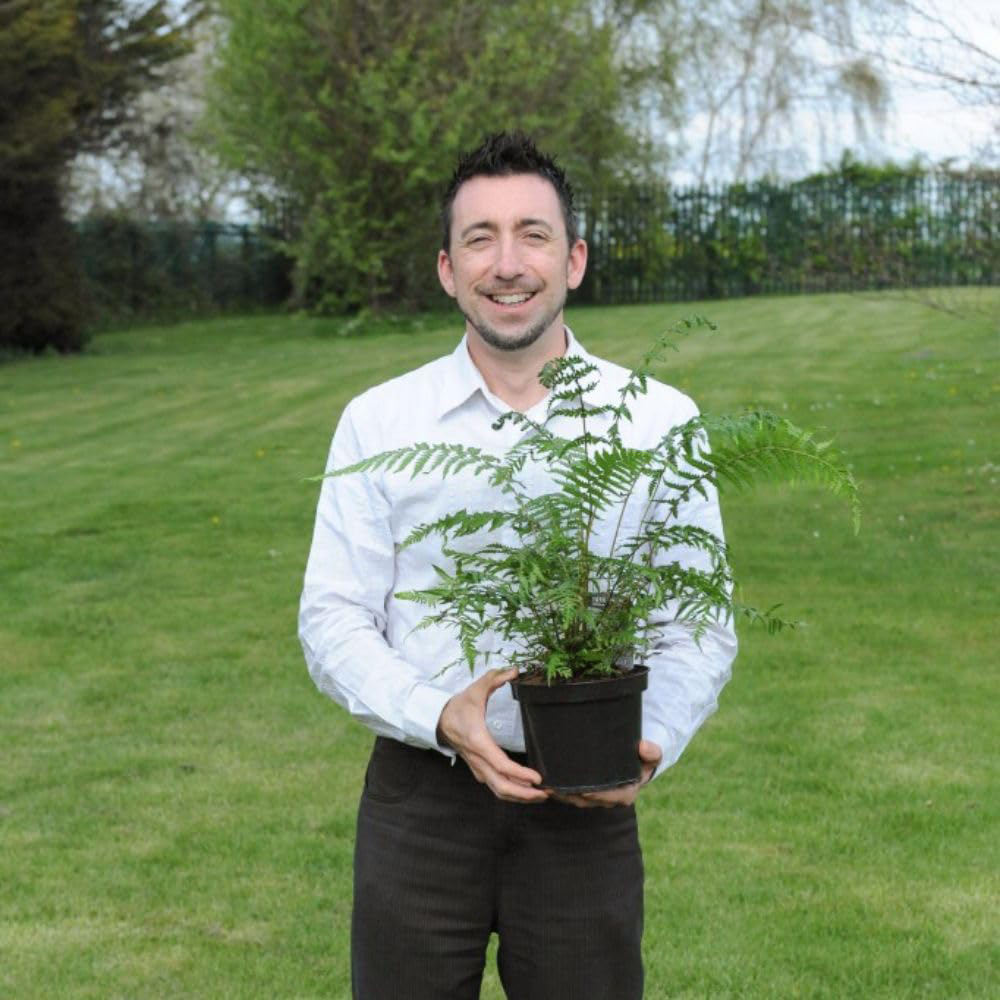 Thompson and Morgan Dicksonia Antarctica Australian Fern Tree 3ft Image 5