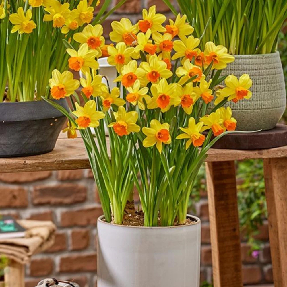 Thompson and Morgan Daffodil Container Collection Planting Bulb 24 Pack Image 4