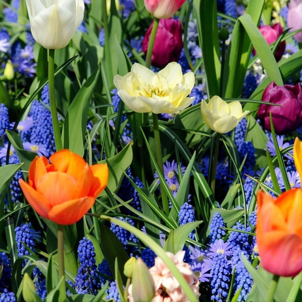 Thompson and Morgan Nurserymans Choice Mixed Planting Bulb 32 Pack Image 3