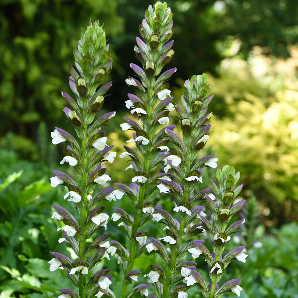 Thompson and Morgan Acanthus Mollis Potted Plant 9cm Image 4