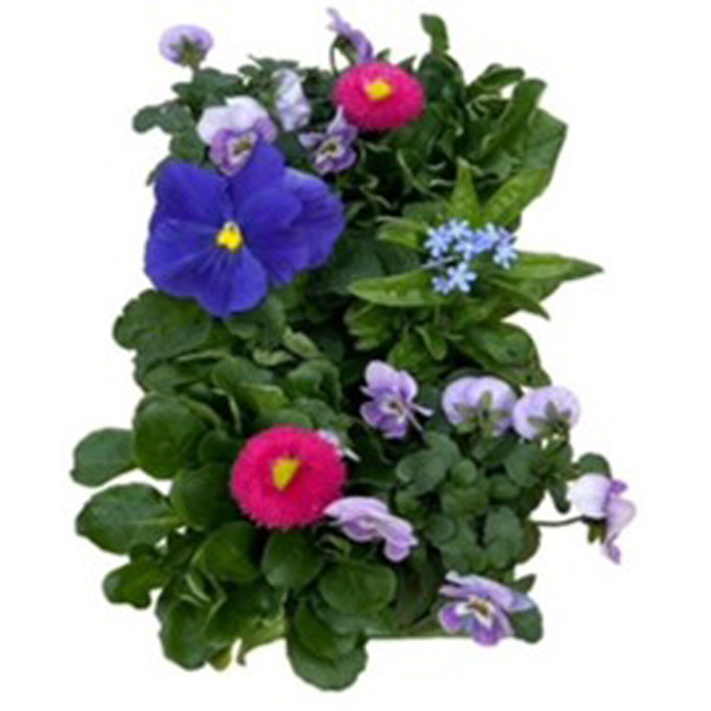 Large Mixed Flower Kit Image 3