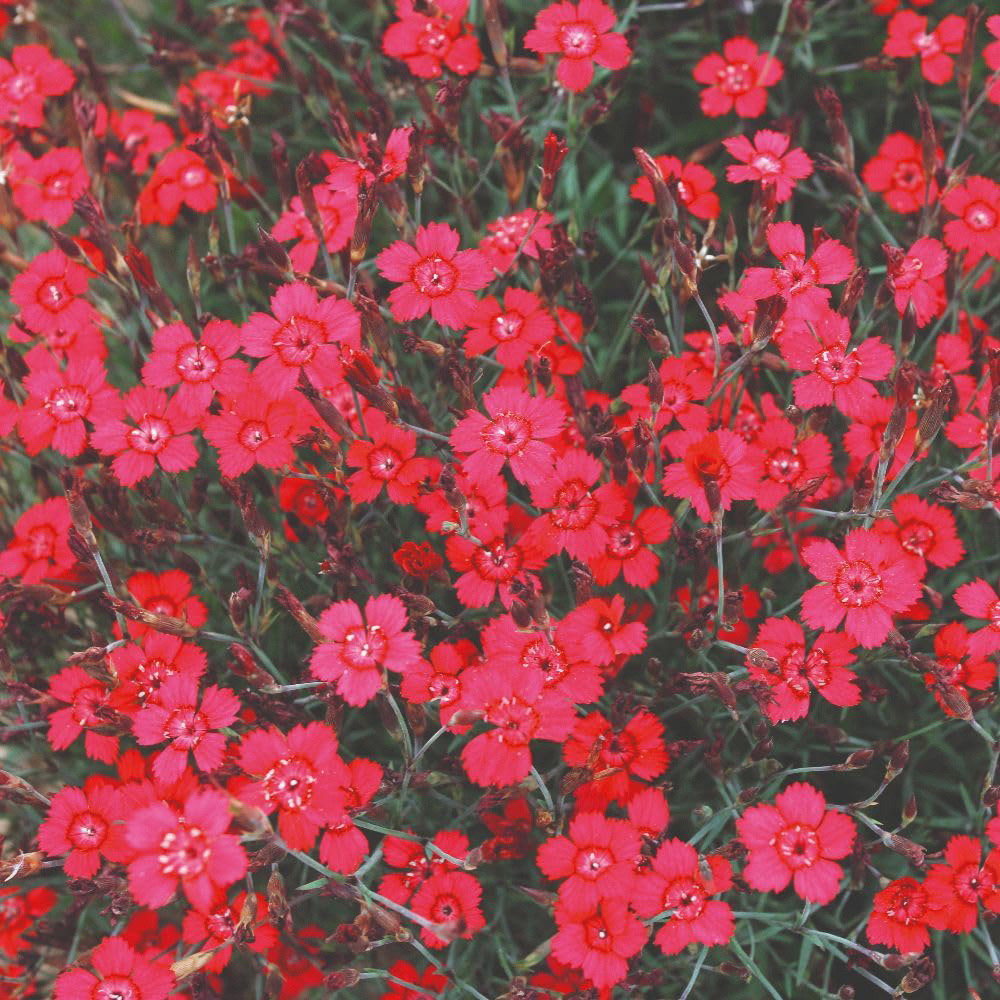 Thompson and Morgan Dianthus Deltoides Red Gem Seed Packet Image 2