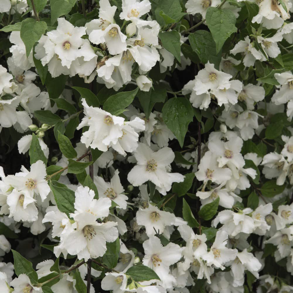 Thompson and Morgan Philadelphus Belle Etoile Plant Pot 9cm 2 Pack Image 2