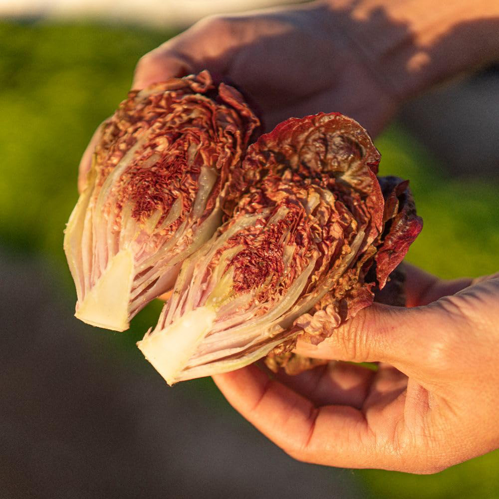 Thompson and Morgan Lettuce Volcana Seed Packet Image 2