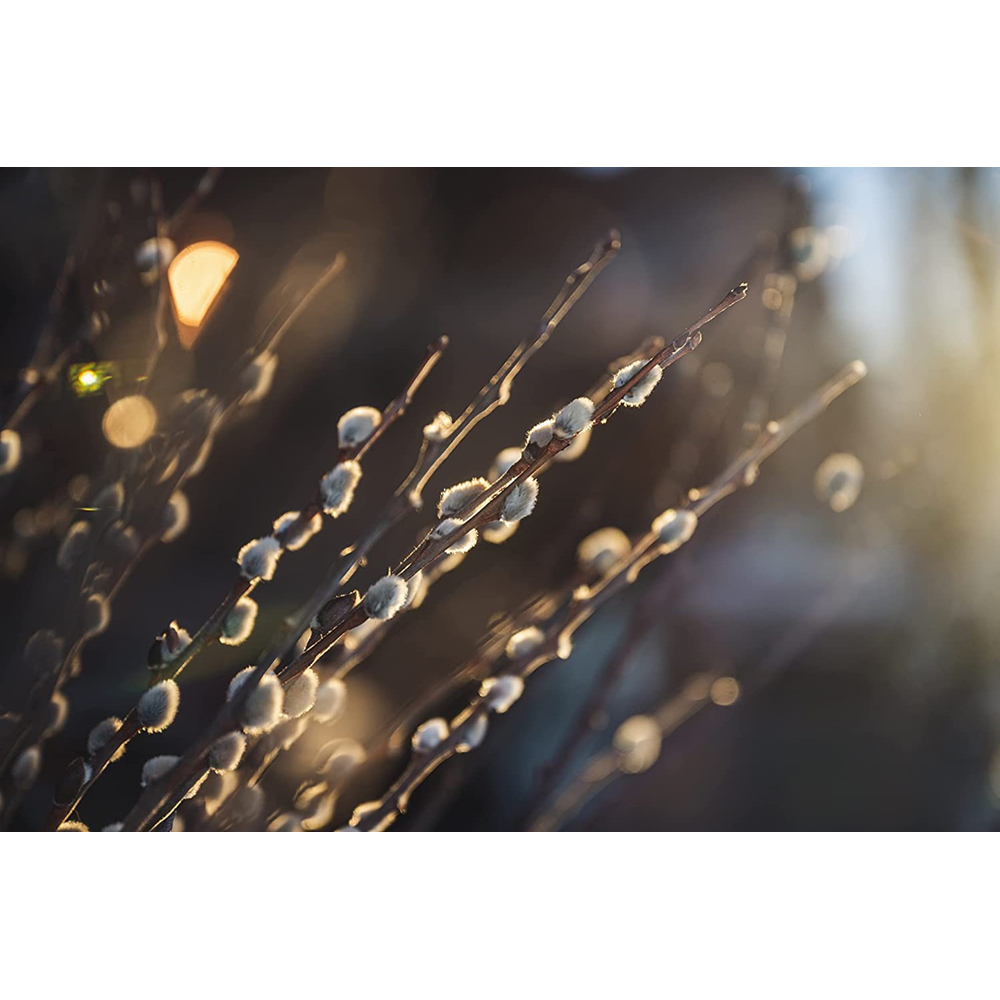 Inspirational Gifting White Willow Bare Root Hedge Plant Saplings 3-4ft 20 Pack Image 2