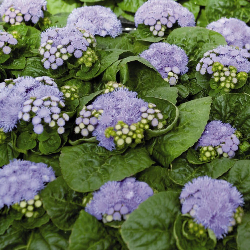 Thompson and Morgan Ageratum Houstonianum Blue Danube Garden Ready Plant 30 Pack Image 2