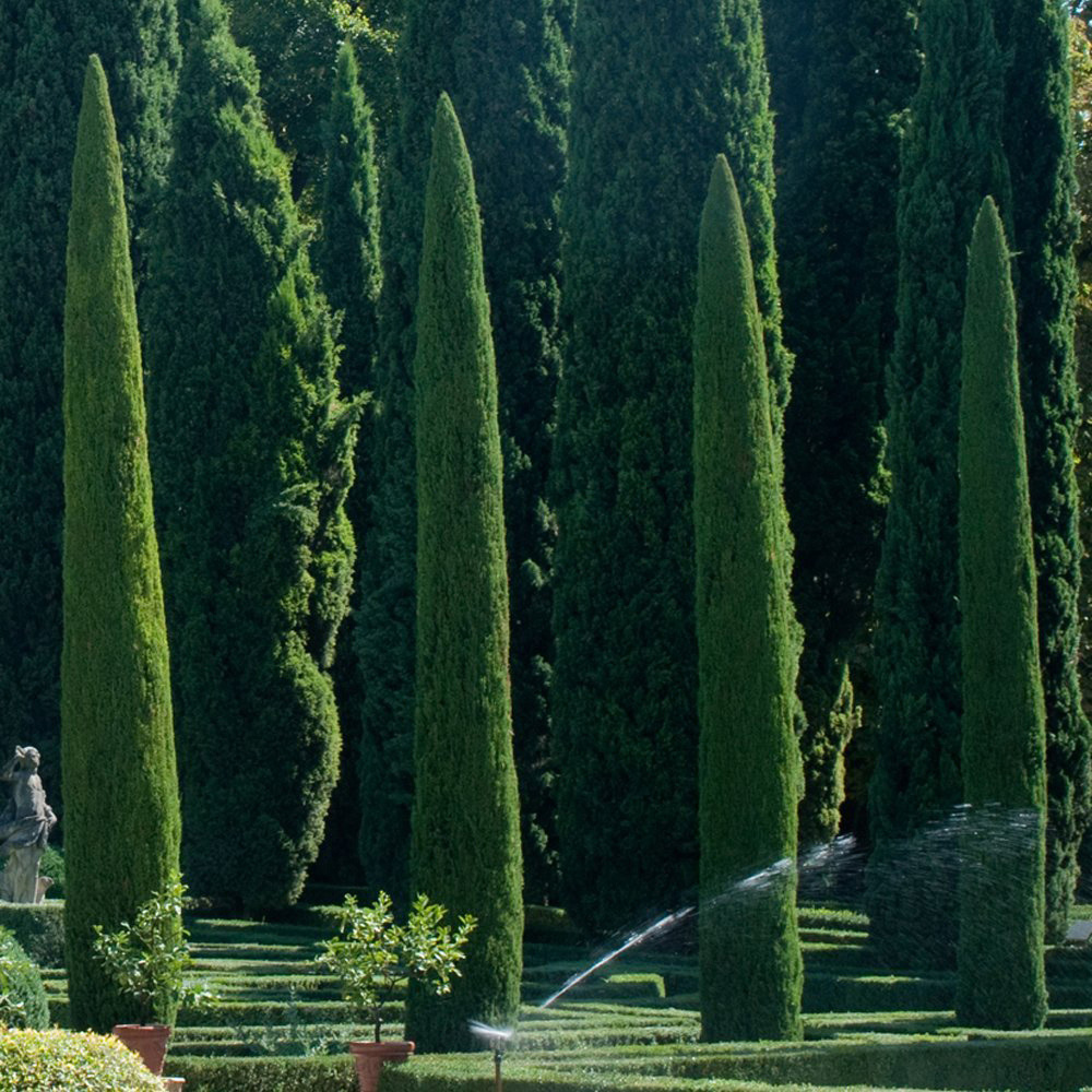 Thompson and Morgan Italian Cypress Plant Pot 14cm Image 3