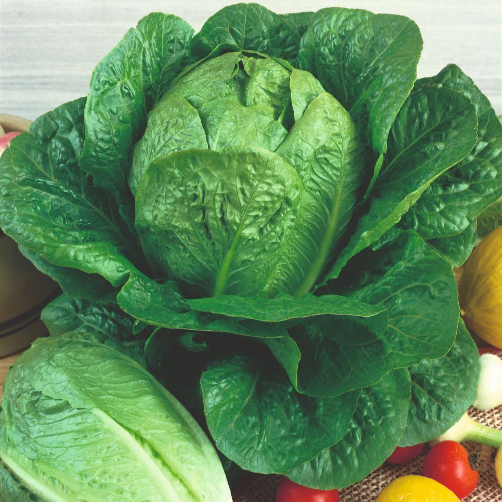 Thompson and Morgan Lettuce Cos Globus Seed Packet Image 2