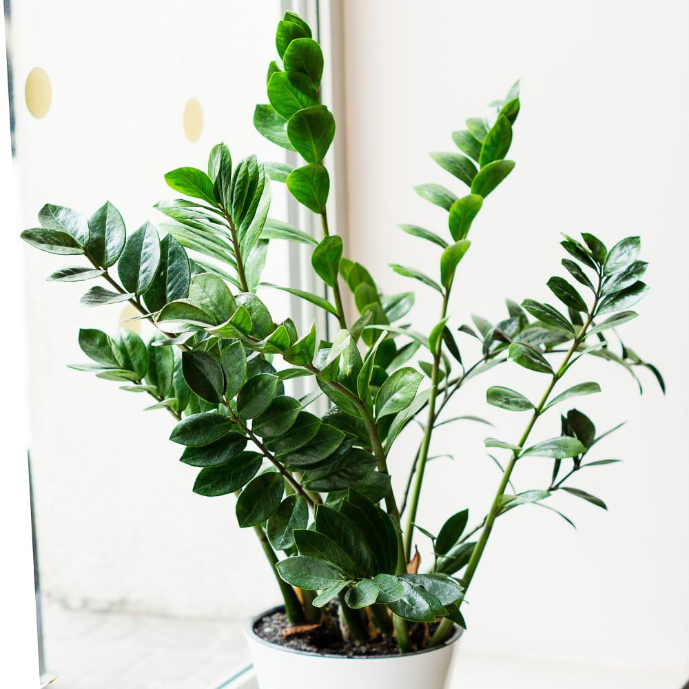 Thompson and Morgan Zamioculcas Zamiifolia Plant in Pot 14cm 2 Pack Image 1