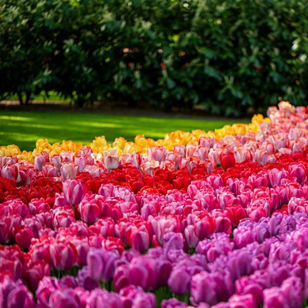 Thompson and Morgan Tulip Giant Collection Planting Bulb 40 Pack Image 2