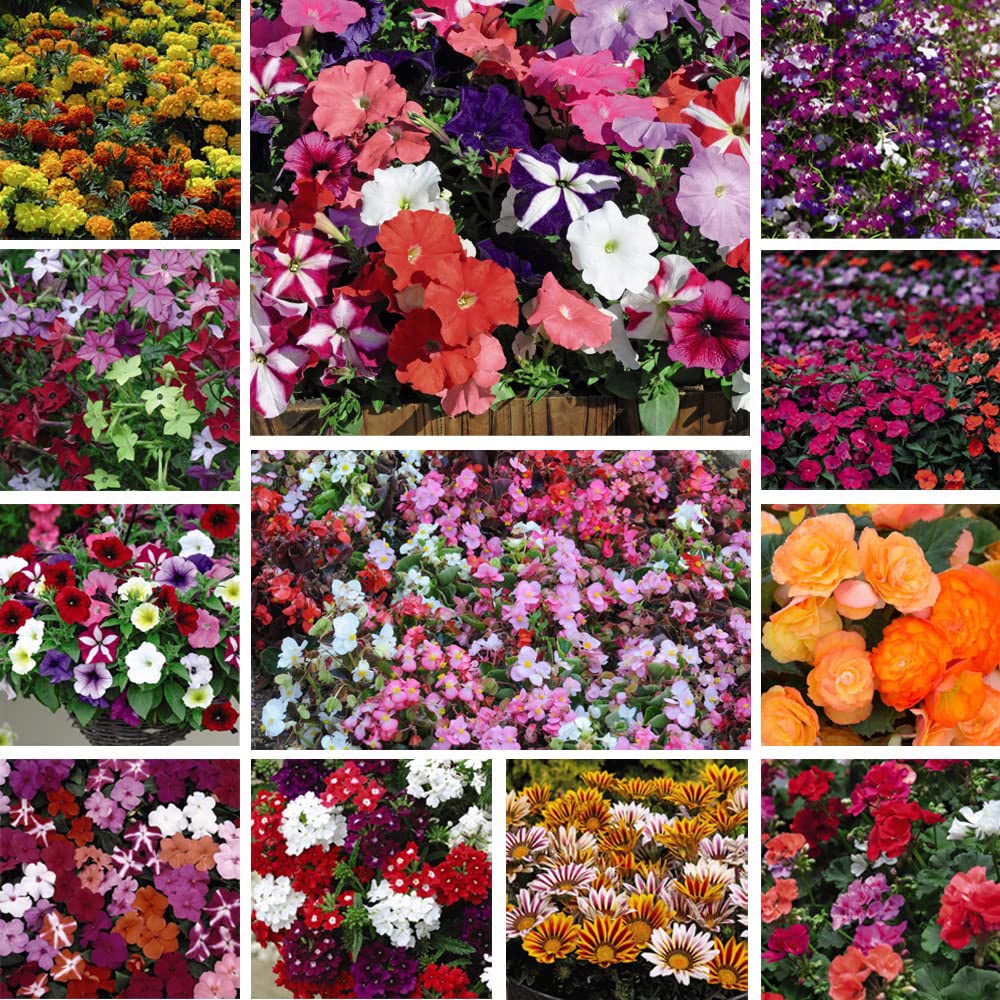 Thompson and Morgan Garden Ready Bumper Collection Garden Ready Plant 360 Pack Image 1