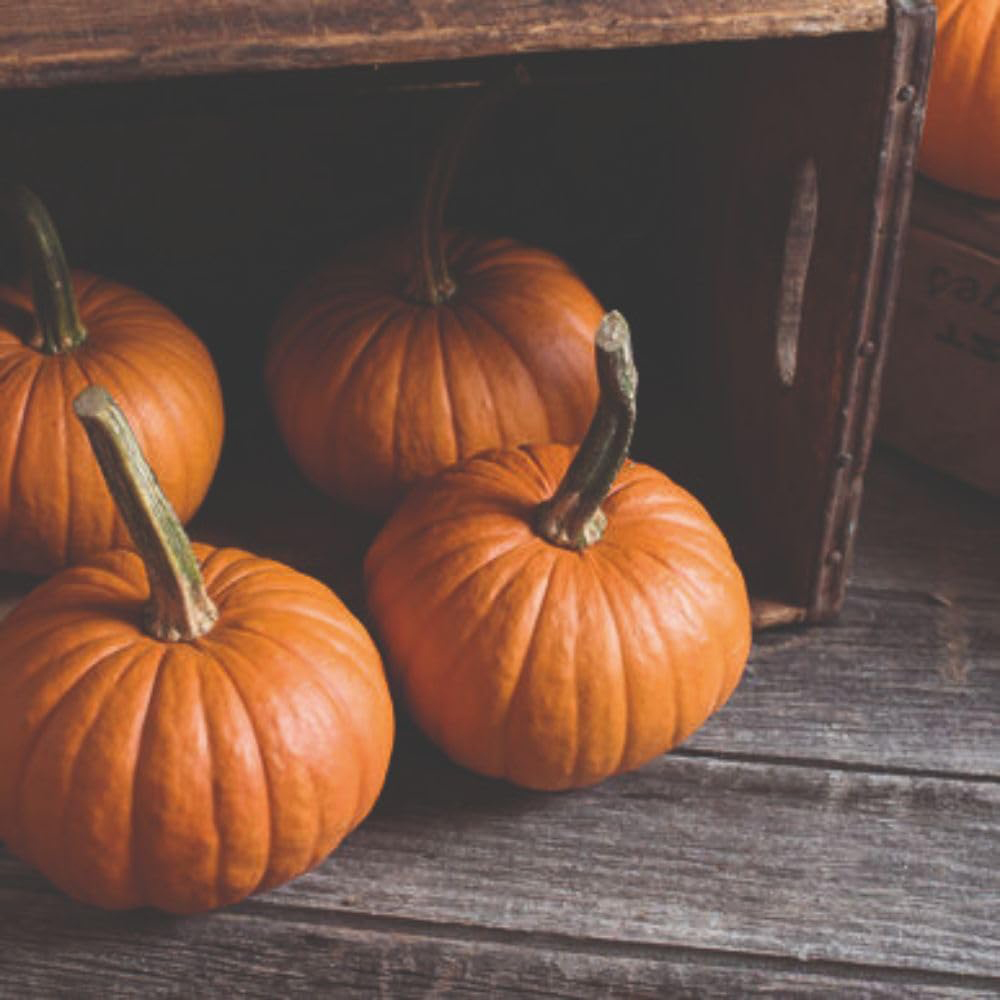 Thompson and Morgan Pumpkin Baby Bear F1 Seed Packet Image 2