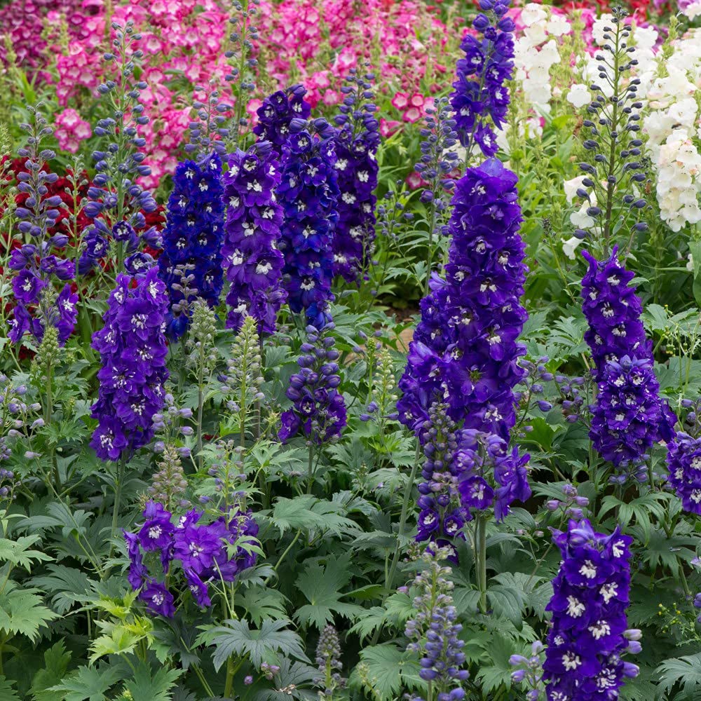 Thompson and Morgan Delphinium M Fountain Blue White Bee Garden Ready Plant 30 Pack Image 2