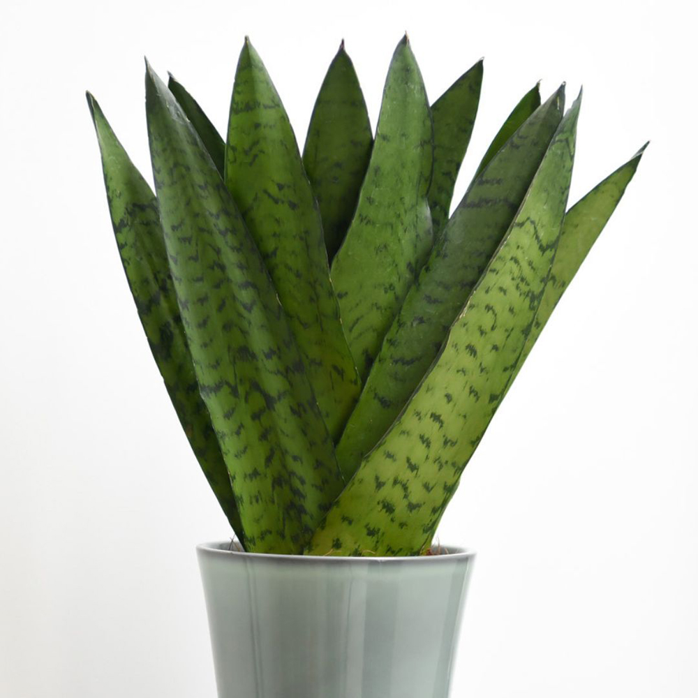 Thompson and Morgan Sansevieria Trifasciata Zeylanica Plant in Pot 12cm Image 4
