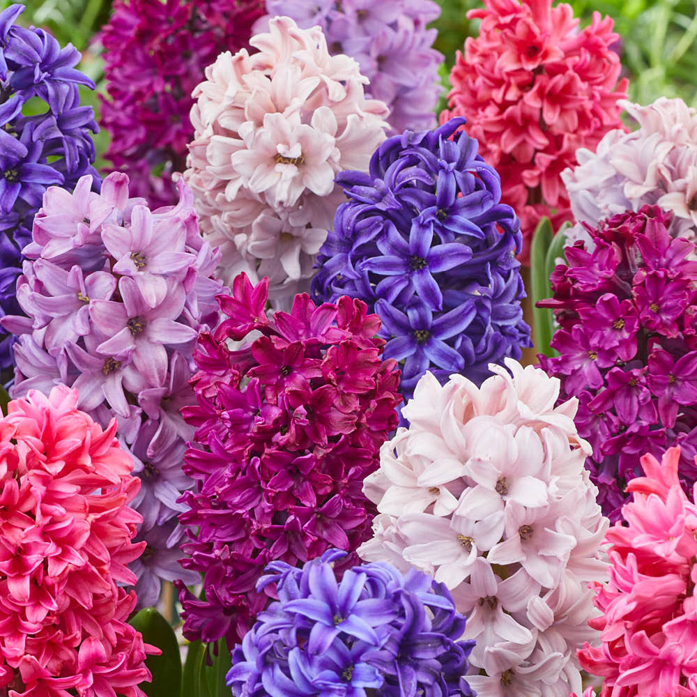 YouGarden Hyacinth Berries and Cream Planting Bulb 20 Pack Image 2