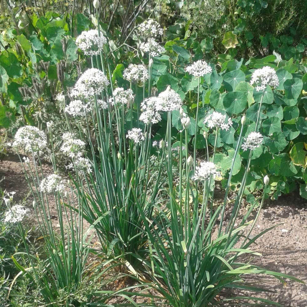 Thompson & Morgan Herb Garlic Chives 100 Seed Packet Image 2