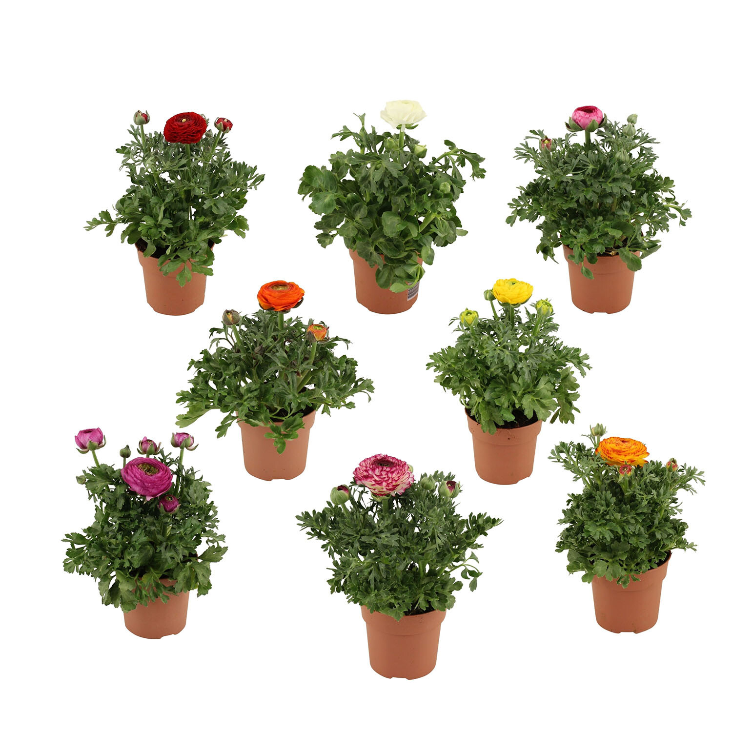 Ranunculus Sprinkles Mix 10.5cm - Multicolour Image