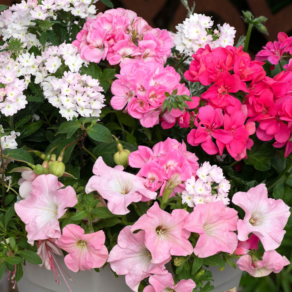 YouGarden Preplanted Bridal Bouquet Patio Pot 32cm 2 Pack Image 1