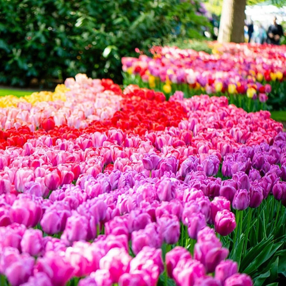 Thompson and Morgan Tulip Giant Collection Planting Bulb 20 Pack Image 4