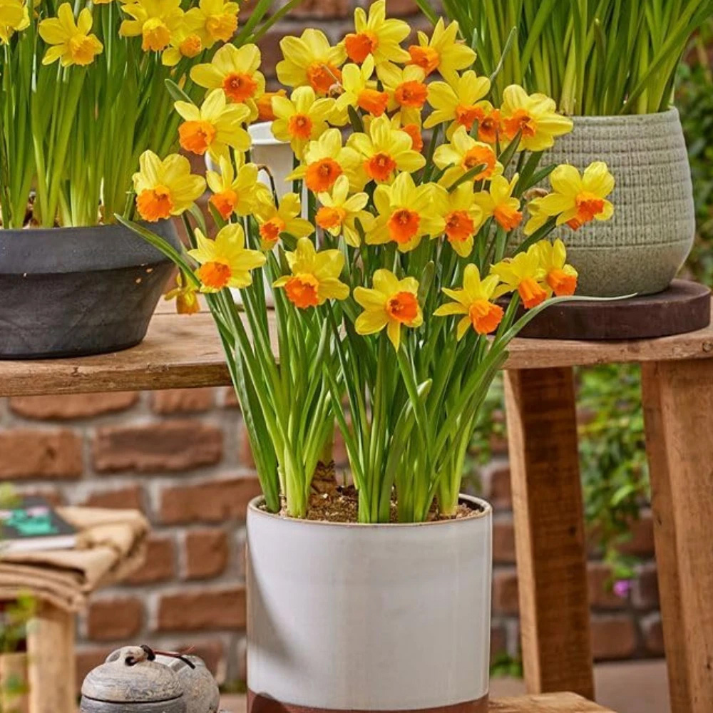 Thompson and Morgan Daffodil Maria Geertruida Planting Bulb 16 Pack Image 3