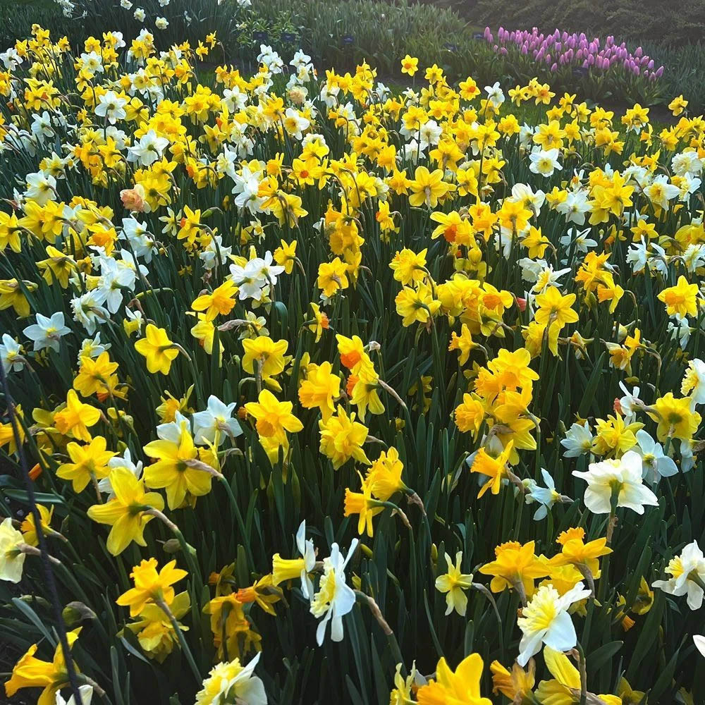 Thompson and Morgan Daffodil Spring Flowering Mixed Spring Planting Bulb 40 Pack Image 3