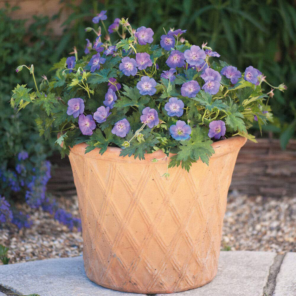 Thompson and Morgan Geranium Rozanne Jumbo Plug Plant 6 Pack Image 2