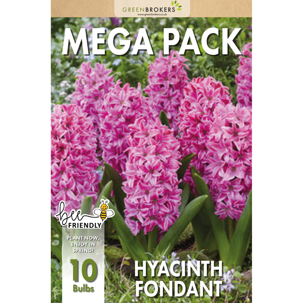GreenBrokers Dutch Fondant Pink Hyacinth Bee Friendly Planting Bulb in Gift Bag 10 Pack Image 2