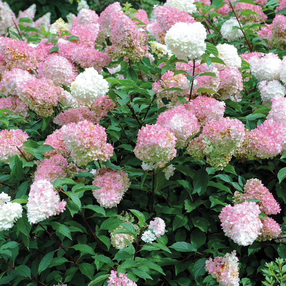 Thompson and Morgan Hydrangea Vanilla Fraise Plant Pot 8cm 2 Pack Image 4