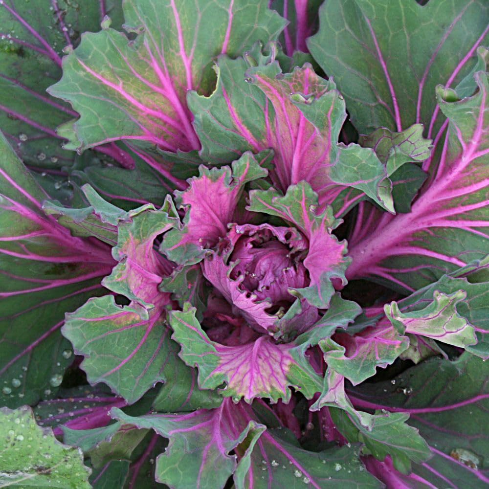 Thompson and Morgan Kale Buttonhole Starmaker Seed Packet Image 3