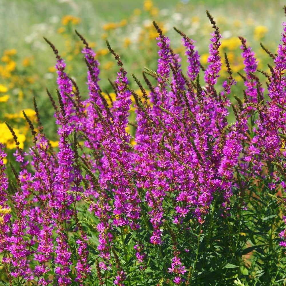 Thompson and Morgan Nurserymans Choice Perennial Cottage Garden Plant Pot 9cm x 9 Image 6